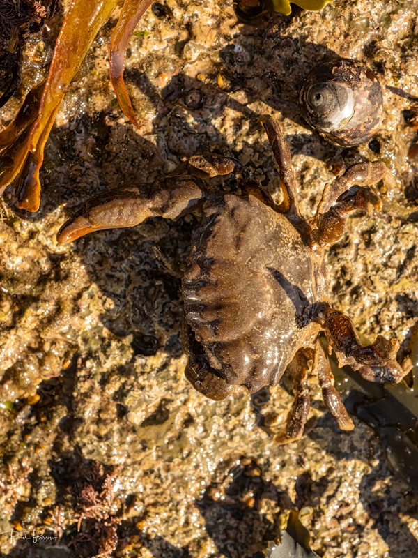 Furrowed or Montagu's Crab (Xantho hydrophilus) 1 